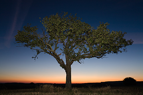 Baum im Abendrot