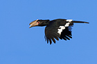 Trompeter-Hornvogel
