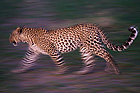 Leopard, Kenia