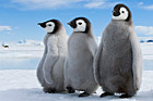 Pinguine, Thorsten Milse
